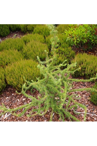 Лендерево Хорстманн Рекурвед в ландшафті